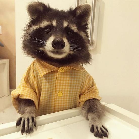 raccoon sitting distinguished in yellow button up shirt