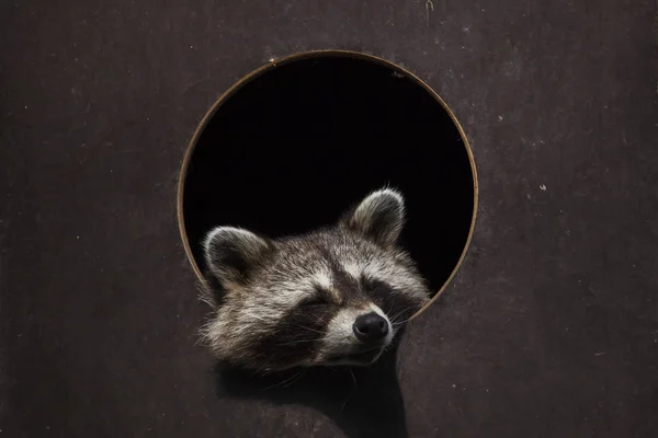 raccoon looking through hole