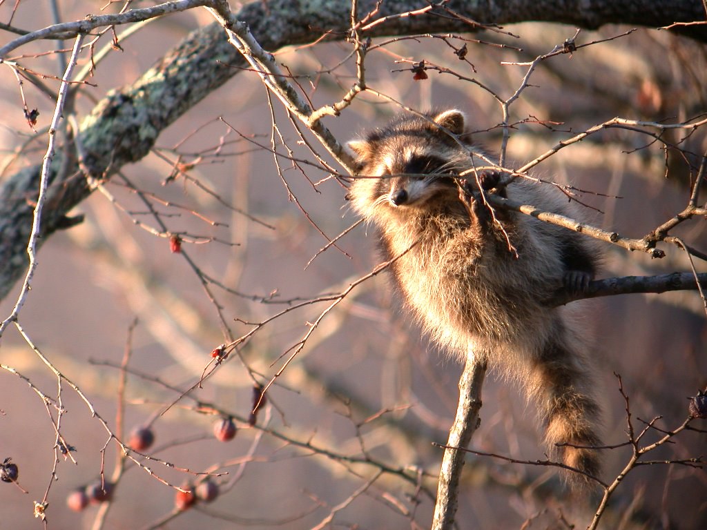 raccoon sitting in tree