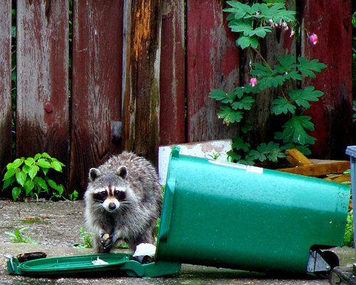 raccoon next to trash can