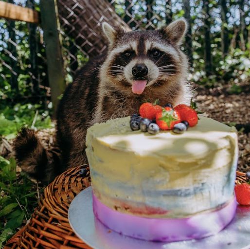 raccoon sitting behind cake with tongue out