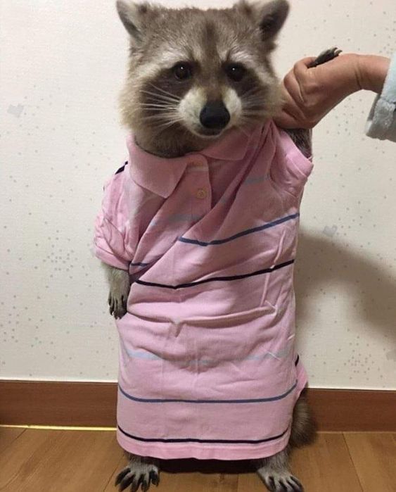 raccoon in pink button up shirt