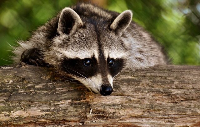raccoon leaning over log