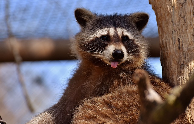 raccoon showing his tongue