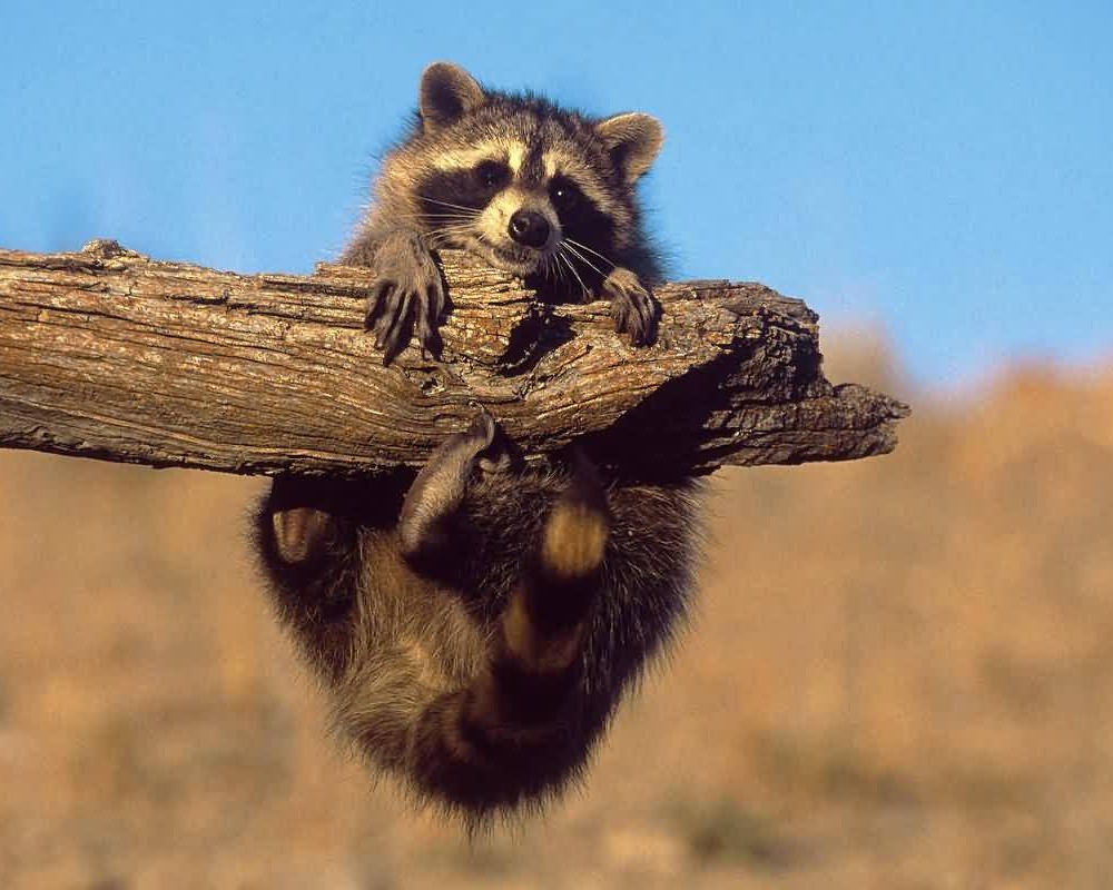 raccoon hanging on to log