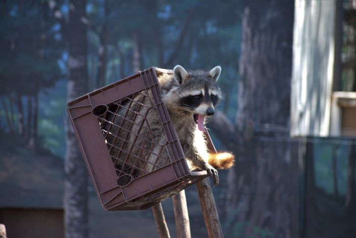 raccoon in box yawning